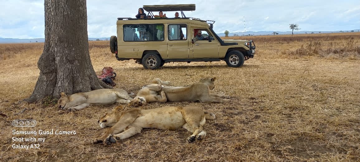 Mikumi National Park wildlife safari