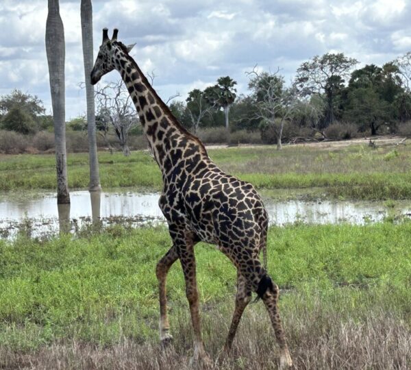 2-Day Mikumi NP + Bush Walking +by Sgr (Train) safari image 1