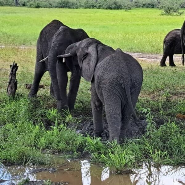 2-Days Adventure in Ruaha National Park safari image 1