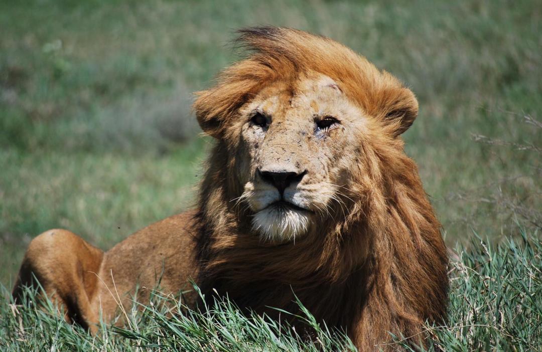 2-Days Nyerere National Park (Game Drive & Boat Safari) safari image 1