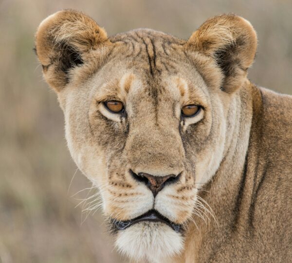 2 Days Safaris in Arusha National Park from Ruaha National Park safari image 1