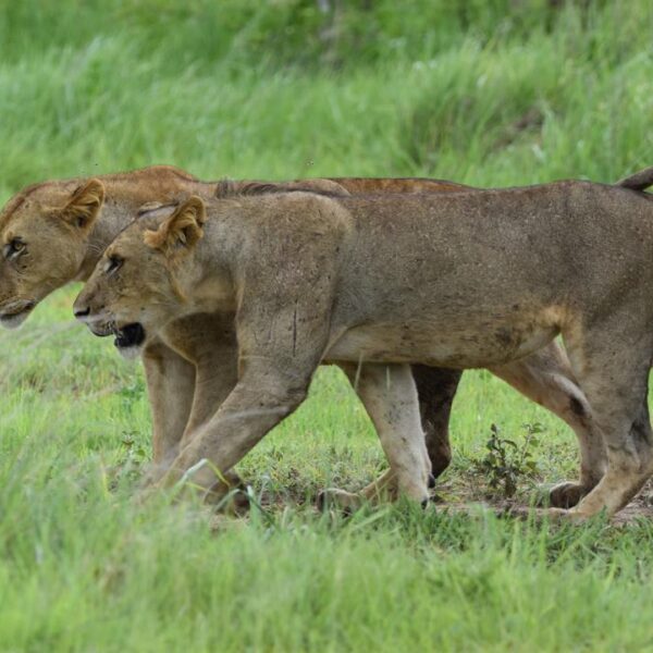 3-Day 2-Nights Mikumi National Park by Train safari image 1
