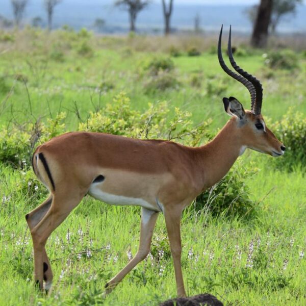 3-Day 2 Nights Mikumi NP from and Back to Zanzibar safari image 1