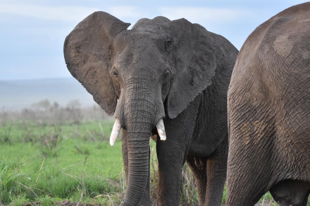 3-Day The Best of Mikumi National Park safari image 1