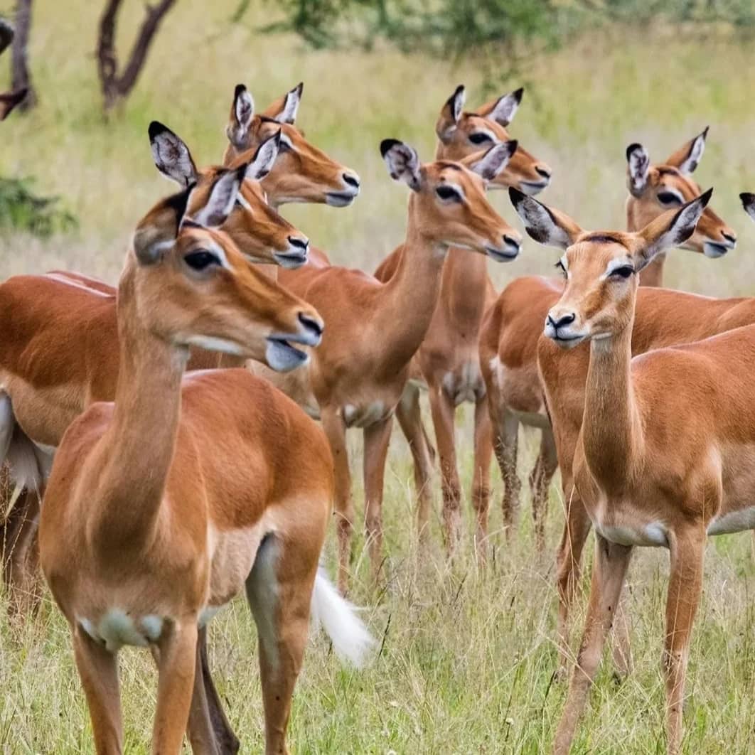 3 Days 2 Nights Mikumi Luxury Safari safari image 1