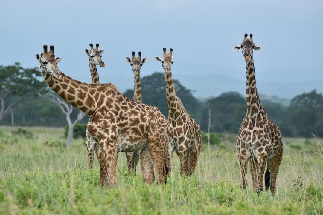 3-Days 2 Nights Mikumi NP Game Drive and Night Game Drive safari image 1