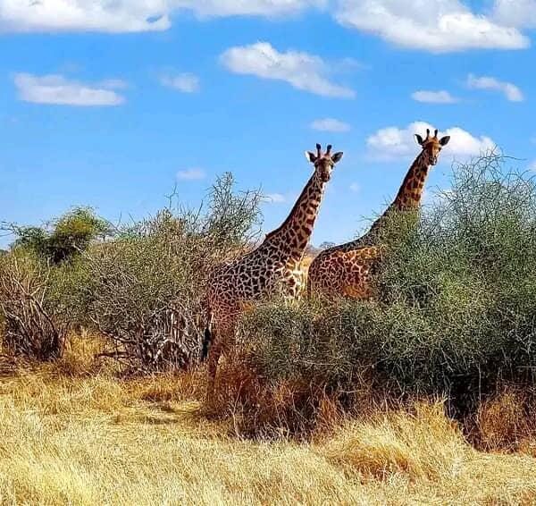 3 Days / 2 Nights (Serengeti & Ngorongoro crater) safari image 1