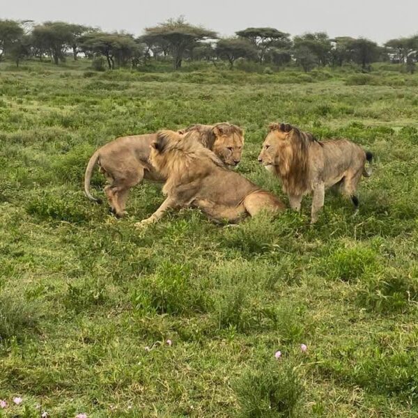 3-Days Ruaha National Park by Flight from Dar Es Salaam safari image 1