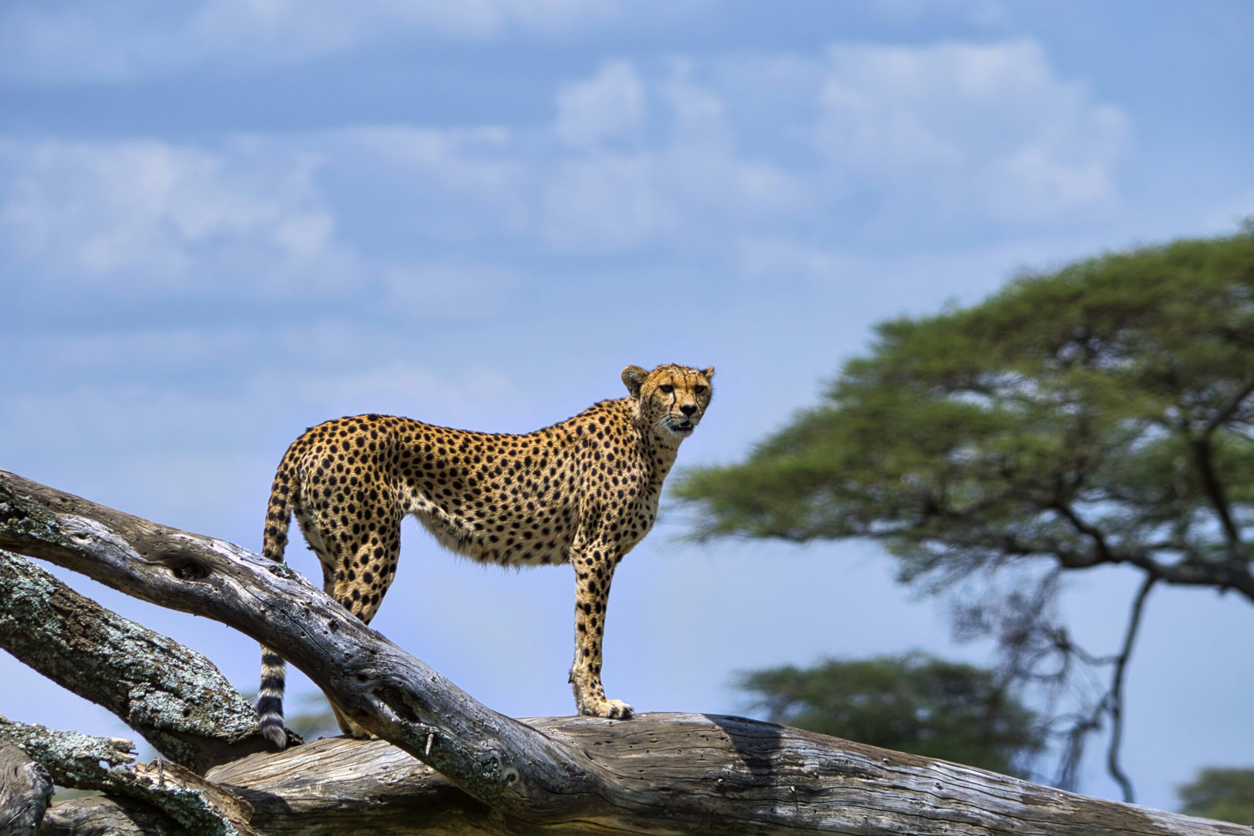 5 Days Explore Selous (Gm)&Kilwa Kisiwani and Songomnara safari image 1