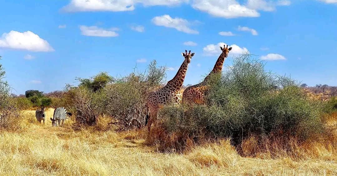 6 Days selous(Nyerere National Park) & Mikumi National Park safari image 1