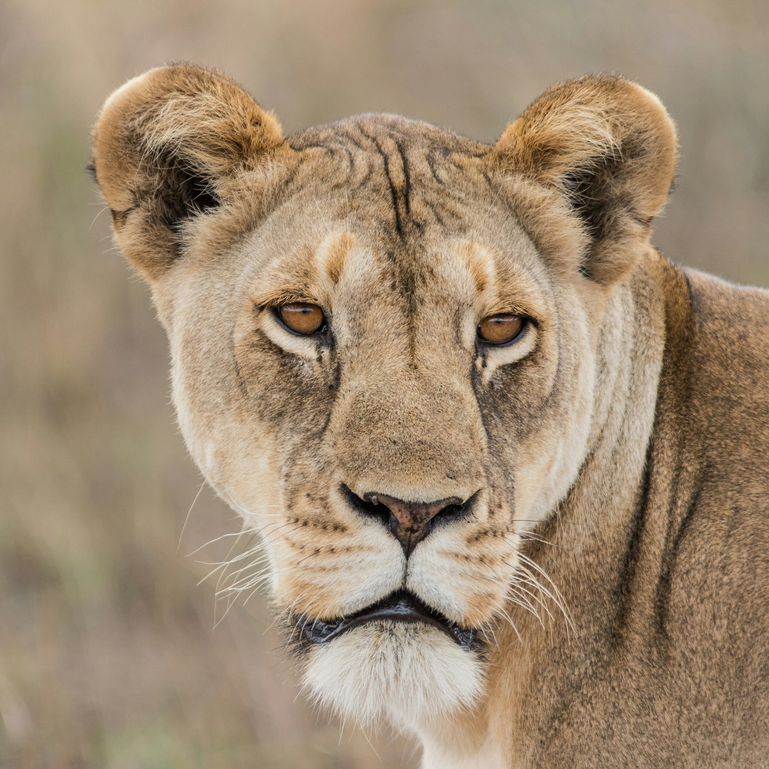 3 Days Tanzania Safaris (Tarangire, Lake Manyara & Ngorongoro Crater) safari image 1