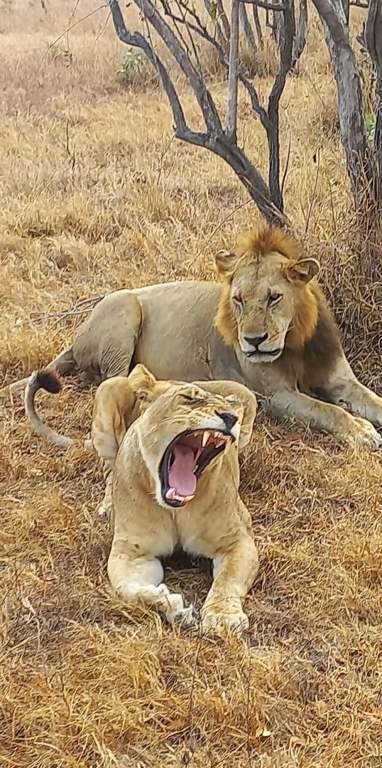 Duration 4 days 3 nights (Arusha, Serengeti and Ngorongoro crater) safari image 1
